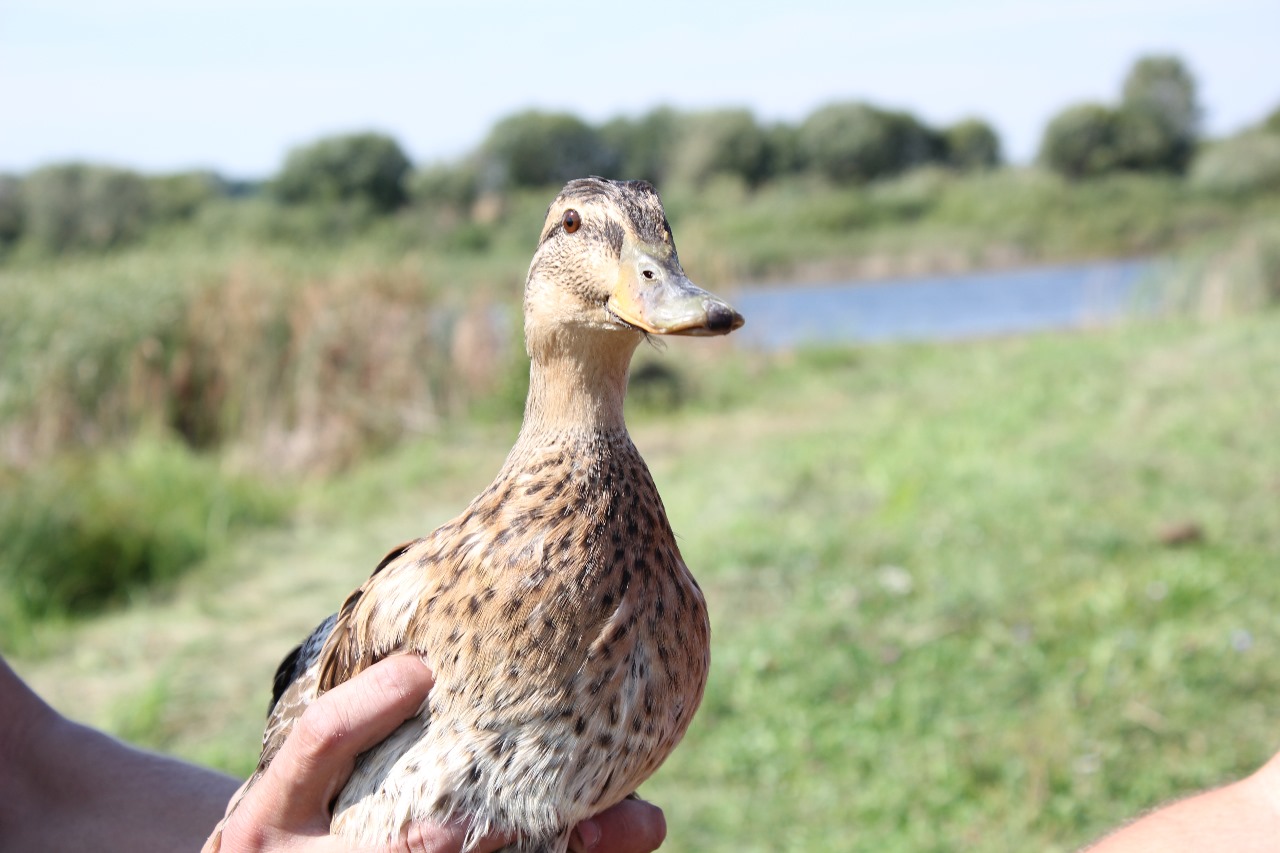 Как мы помогли природе: выпуск сотни диких уток на волю